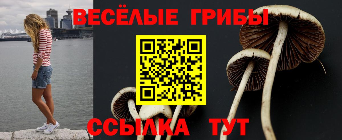 Псилоцибиновые грибы Psilocybine cubensis Мариинск